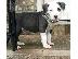 PoulaTo: Αμερικανικά κουτάβια τεριέ Pit Bull ..